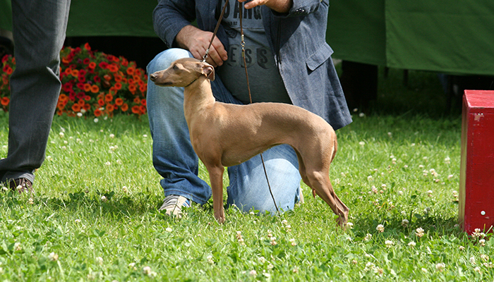 BOB piccolo levriero italiano n. 398