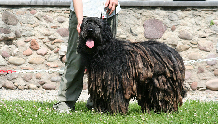 BOB pastore bergamasco n. 1