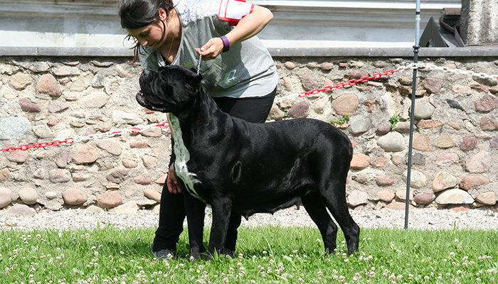 BOB cane corso n. 97