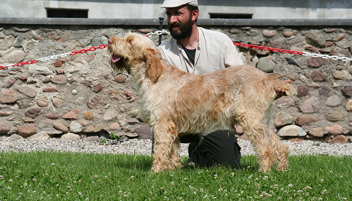 BOB spinone italiano n. 252