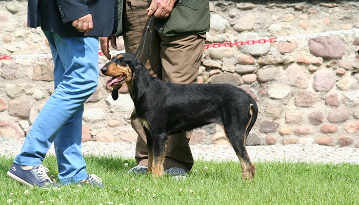 BOB segugio ital. P.F. n. 204
