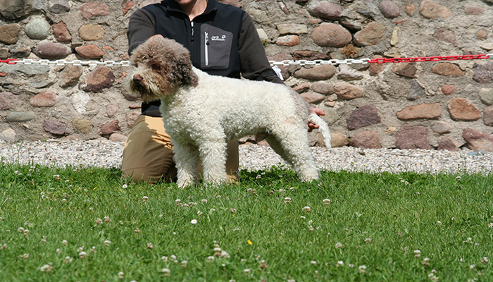 BOB lagotto romagnolo n. 308