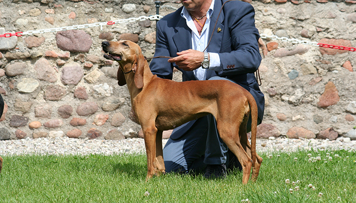 BOB segugio ital. P.R. n. 186