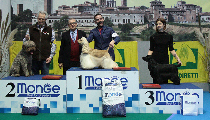 Descrizione: 1�Cocker Americano 896 - 2� Lagotto Romagnolo 901 -3� Cocker Spaniel 881