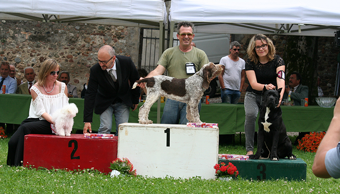 Raggr. Baby 1-Spinone ital. 286 .. 2-bolognese 382 .. 3-cane corso 94