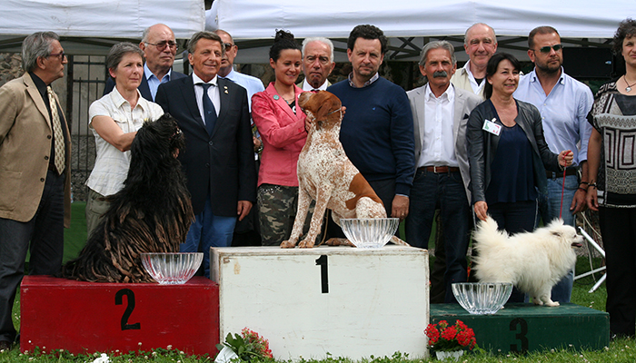 1 Bracco Italiano n 227 - 2 Patore bergamasco n 1 - 3 Volpino Italiano n 131