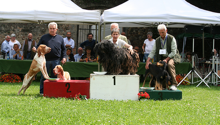 Coppie : 1- PAstore bergamasco n.1-15 2- Bracco italiano n. 230-212 3-Segugio ital. PF 194-204