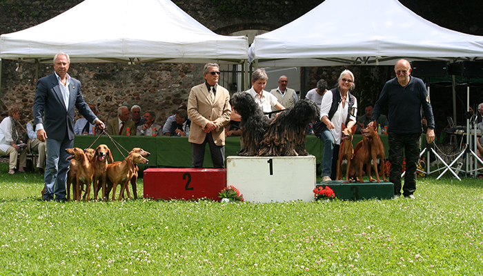 Gruppi di allevamento : 1-past. bergamasco All. Lupercali di Mariani Lele .. 2-segugi ital PR Brambilla Giovanni .. 3-Cirneco di All. Hadranensis di Moore & tricomi