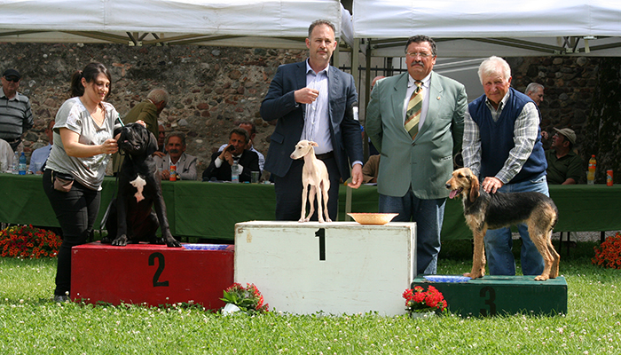 Raggr. Juniores : 1-segugio ital.. PF 208 .. 2-cane corso 84 3-Piccolo levriero 397